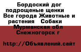 Бордоский дог подрощеные щенки.  - Все города Животные и растения » Собаки   . Мурманская обл.,Снежногорск г.